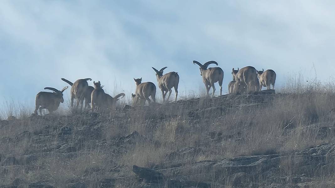 Nesli tehlikedeydi, Konya’da doğaya yeni umut oldular 9